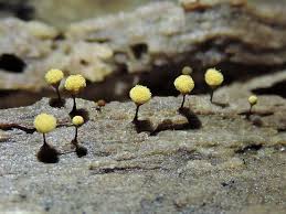 Attēlu rezultāti vaicājumam “Hemitrichia calyculata young”