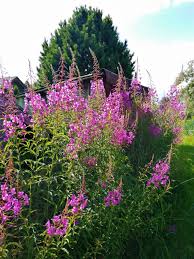 Image result for Weidenröschen