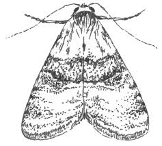 Attēlu rezultāti vaicājumam “Idaea muricata”
