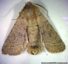 Attēlu rezultāti vaicājumam “Orthosia cerasi”