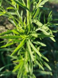 Image result for Artemisia dracunculus