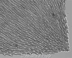 Attēlu rezultāti vaicājumam “Platyhypnidium riparioides”