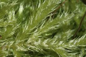 Attēlu rezultāti vaicājumam “Brachythecium salebrosum”