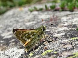 Attēlu rezultāti vaicājumam “Hesperia comma underside”