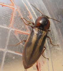 Attēlu rezultāti vaicājumam “Selatosomus cruciatus”