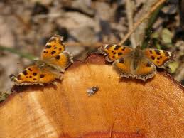 Attēlu rezultāti vaicājumam “Nymphalis xanthomelas upperside”