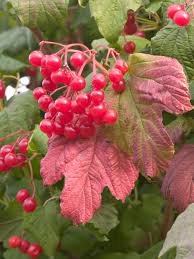 Attēlu rezultāti vaicājumam “Viburnum opulus fruit”