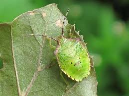 Attēlu rezultāti vaicājumam “Acanthosoma haemorrhoidale imago”