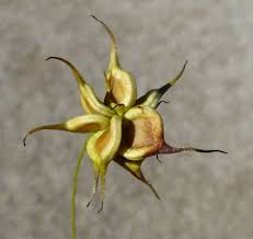 Attēlu rezultāti vaicājumam “Clematis fruit”