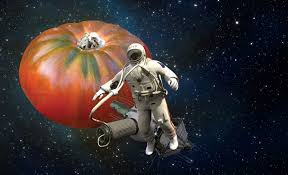 Afbeeldingsresultaat voor kosmonaut volkov 68D tomato