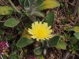 Attēlu rezultāti vaicājumam “Pilosella officinarum leaf”