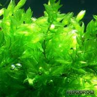 Attēlu rezultāti vaicājumam “Fontinalis antipyretica subsp. gracilis”