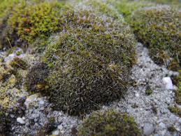 Attēlu rezultāti vaicājumam “Syntrichia virescens”