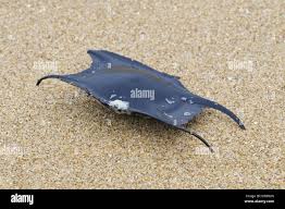 Image result for Raja undulata