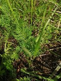 Attēlu rezultāti vaicājumam “Cnidium dubium”