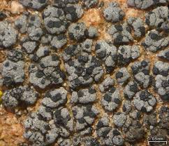 Attēlu rezultāti vaicājumam “Verrucaria hydrela”