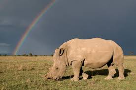 Image result for Rhyl Rhinos