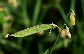 Attēlu rezultāti vaicājumam “Lathyrus pratensis fruit”