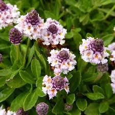 Image result for Alonsoa liniflora