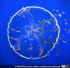 Attēlu rezultāti vaicājumam “Aurelia aurita”