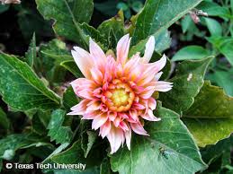 Image result for Dahlia hybrid.