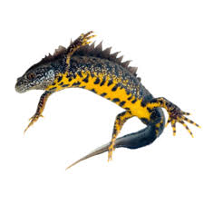 Attēlu rezultāti vaicājumam “Triturus cristatus”