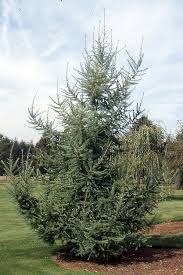 Attēlu rezultāti vaicājumam “Larix kaempferi”