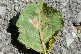 Attēlu rezultāti vaicājumam “Eriophyes laevis”