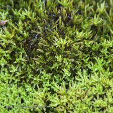 Attēlu rezultāti vaicājumam “Gymnostomum aeruginosum”