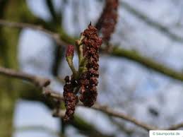 Attēlu rezultāti vaicājumam “Alnus glutinosa flower”