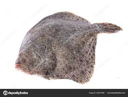 Image result for Scophthalmus maximus