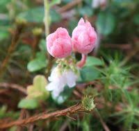 Attēlu rezultāti vaicājumam “Exobasidiales”