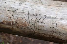 Attēlu rezultāti vaicājumam “Tomicus minor”