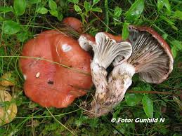 Attēlu rezultāti vaicājumam “Gomphidius roseus”