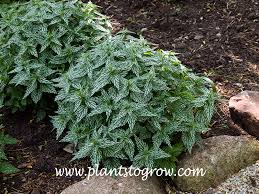 Attēlu rezultāti vaicājumam “Lamproderma gulielmae stalked”