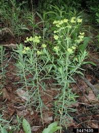 Attēlu rezultāti vaicājumam “Euphorbia virgata leaf”