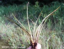Attēlu rezultāti vaicājumam “Isoetes echinospora leaf”
