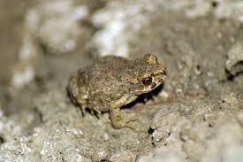 Attēlu rezultāti vaicājumam “Pseudepidalea viridis”