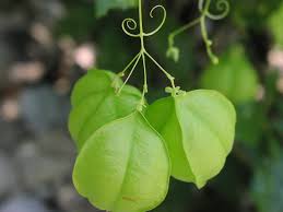 Attēlu rezultāti vaicājumam “Trifolium spadiceum fruit”