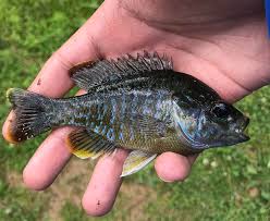 Image result for Lepomis cyanellus