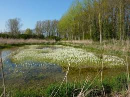 Attēlu rezultāti vaicājumam “Hottonia palustris”