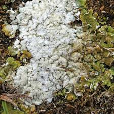 Attēlu rezultāti vaicājumam “Lignydium muscorum spores”