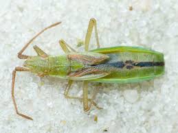 Attēlu rezultāti vaicājumam “Myrmus miriformis”