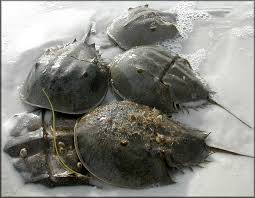 Image result for Limulus polyphemus