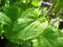 Attēlu rezultāti vaicājumam “Lunaria annua leaf”