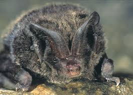 Attēlu rezultāti vaicājumam “Barbastella barbastellus”