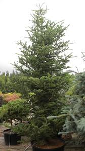 Attēlu rezultāti vaicājumam “Abies mariesii”