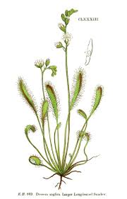 Attēlu rezultāti vaicājumam “Drosera anglica leaf”