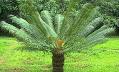 <b>Cycadophyta</b> - cycads (look