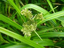Attēlu rezultāti vaicājumam “Scirpus sylvaticus flower”